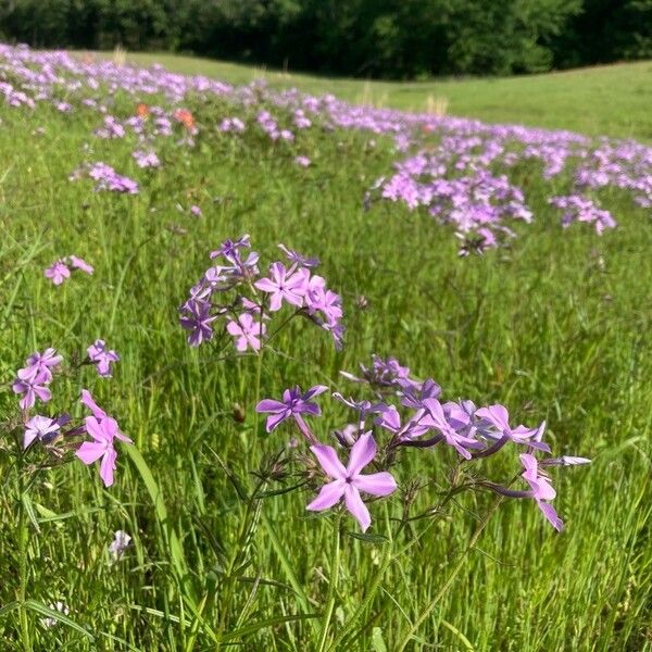 Phlox pilosa Квітка