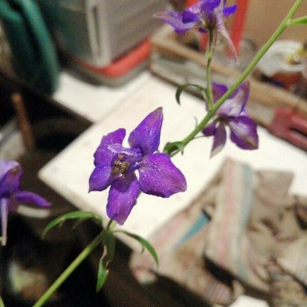 Delphinium ajacis 花