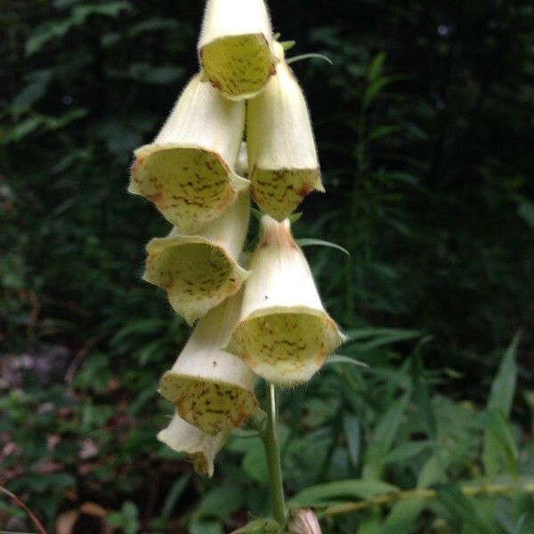 Digitalis grandiflora Outro