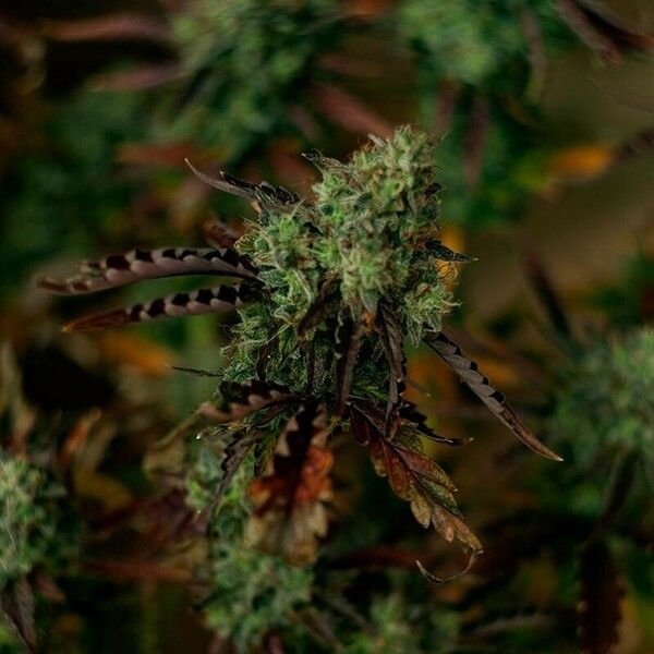 Cannabis sativa Flor