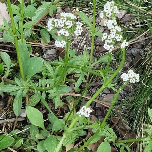 Valeriana dioica Õis