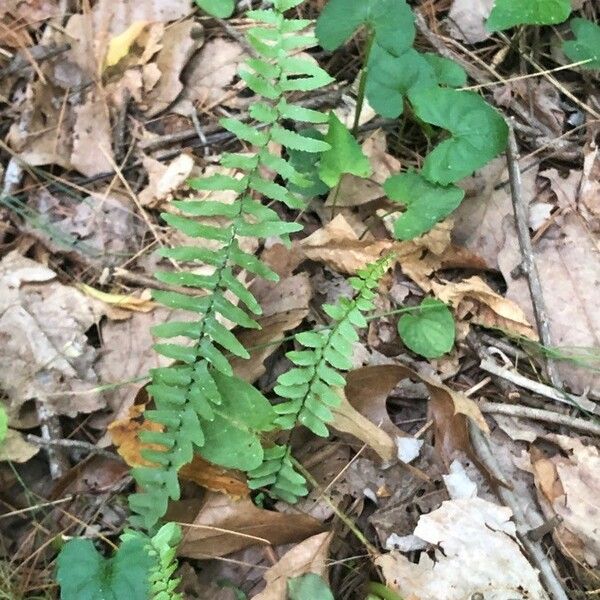 Asplenium platyneuron Lehti