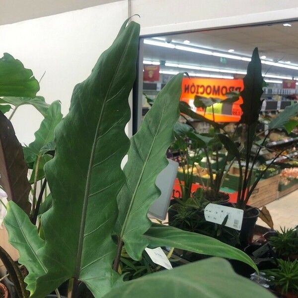 Alocasia lauterbachiana Liść