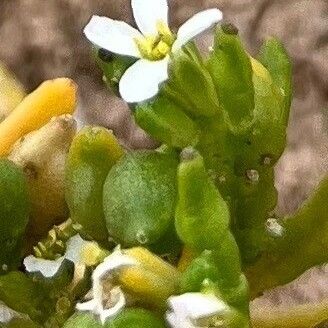 Cakile edentula Flower