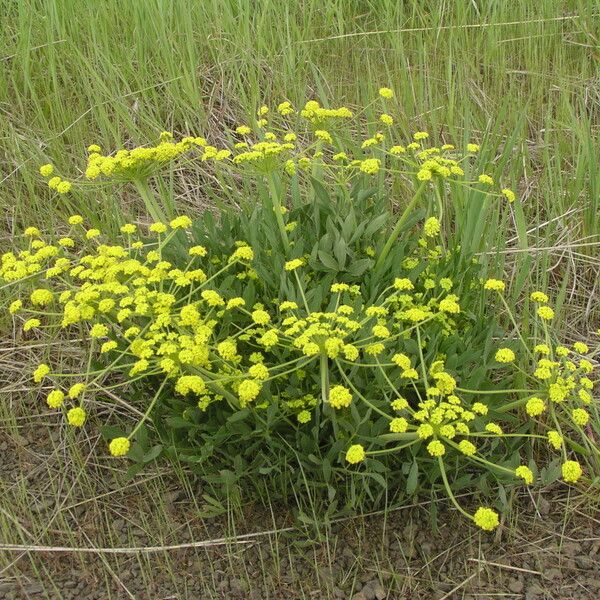 Lomatium triternatum Λουλούδι