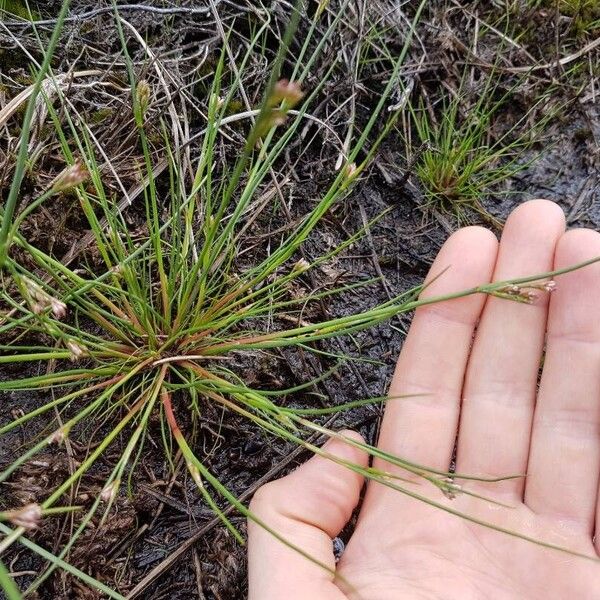 Juncus bulbosus Лист