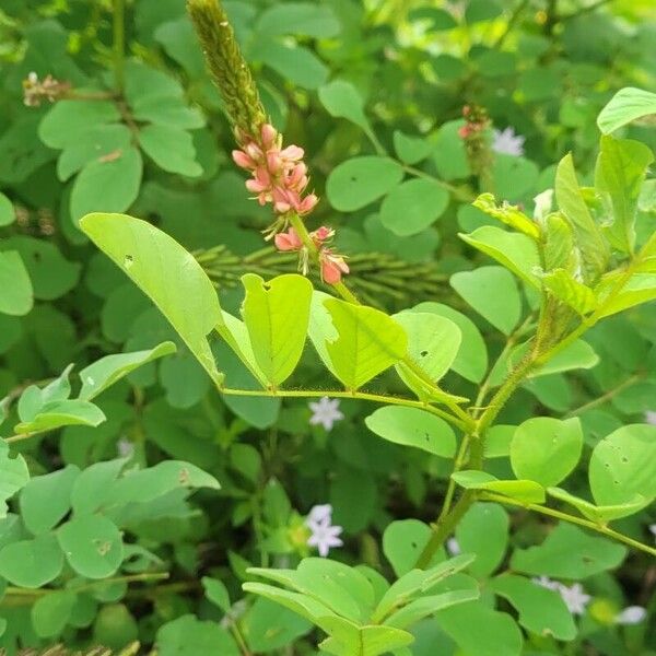 Indigofera hirsuta Kwiat