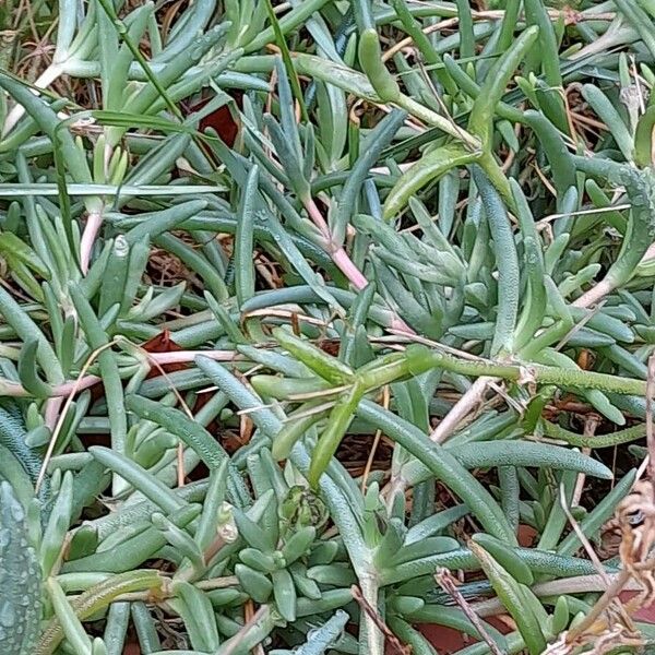 Delosperma cooperi Συνήθη χαρακτηριστικά