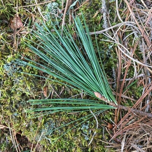 Pinus strobus Deilen