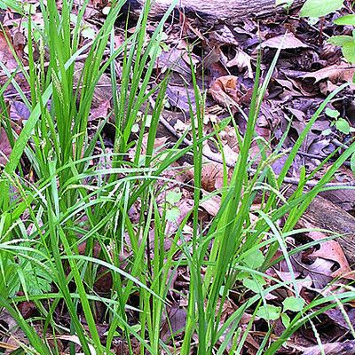 Carex gracillima Plante entière