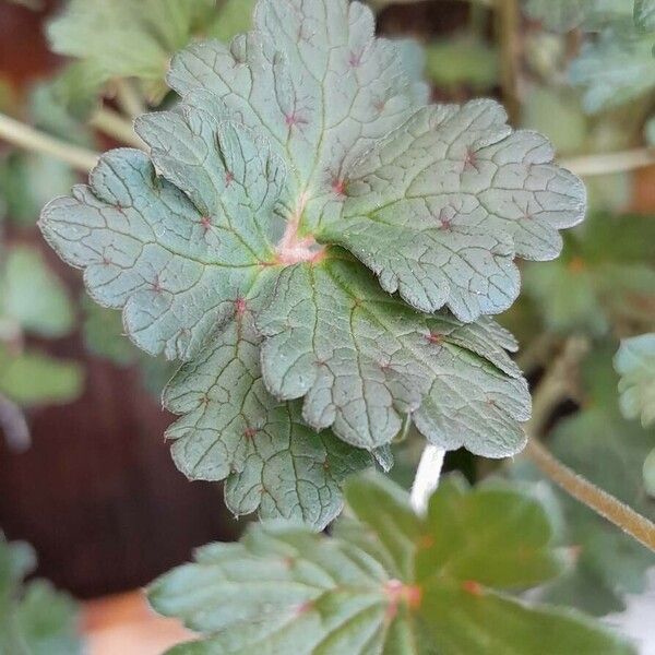 Geranium × oxonianum 葉