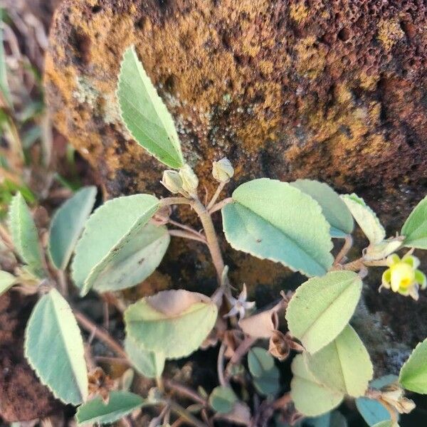 Melhania ovata 葉