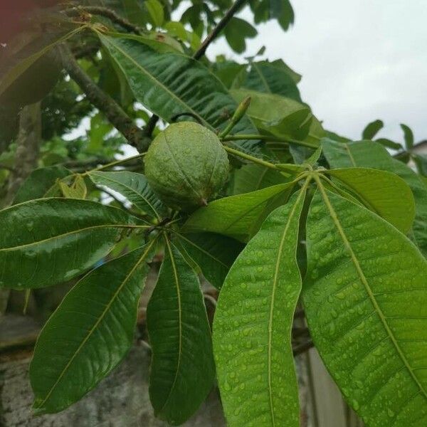 Pachira glabra ফল