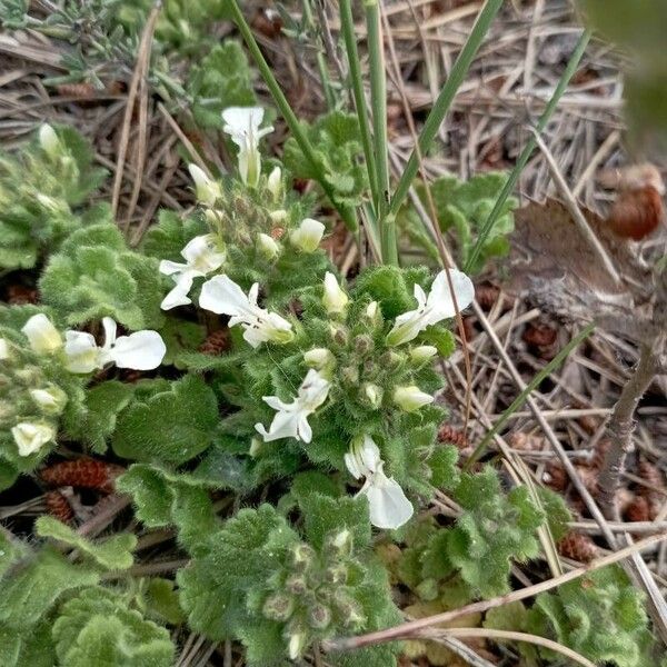 Teucrium pyrenaicum Blomst