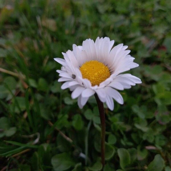 Bellis perennis Kvet