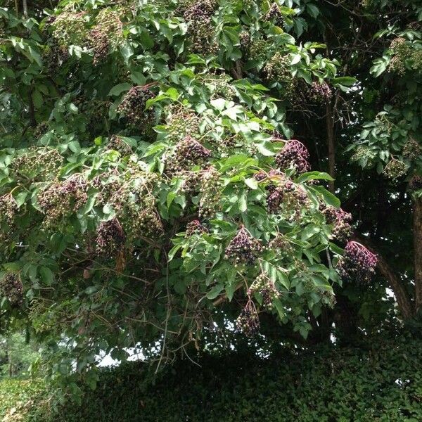 Sambucus nigra Habitus