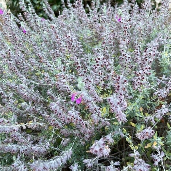 Teucrium marum Квітка