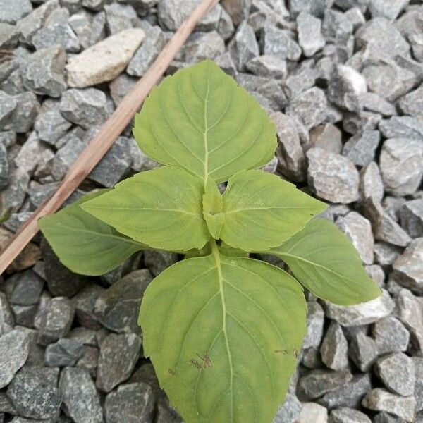 Ocimum campechianum 叶