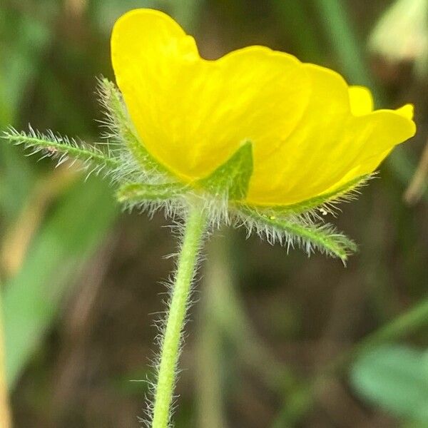 Potentilla pedata फूल