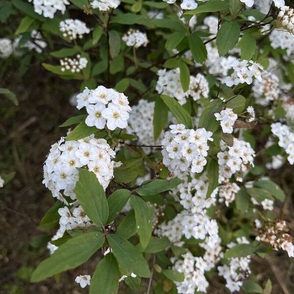 Spiraea cantoniensis 花