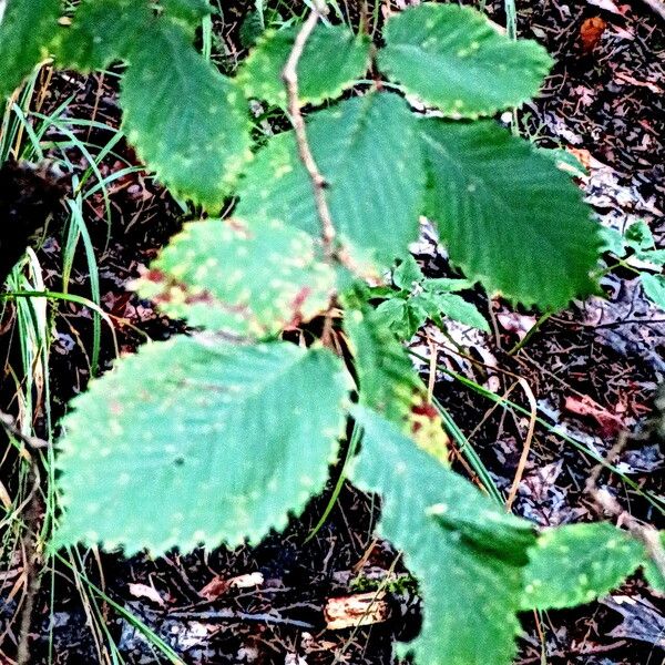 Ulmus laevis Leaf