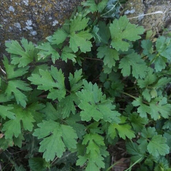 Ranunculus repens पत्ता