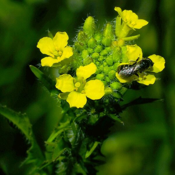 Sisymbrium loeselii Flower