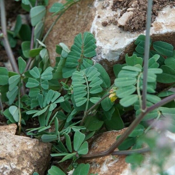 Coronilla securidaca Leaf