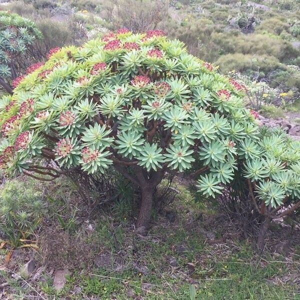 Euphorbia atropurpurea Habit