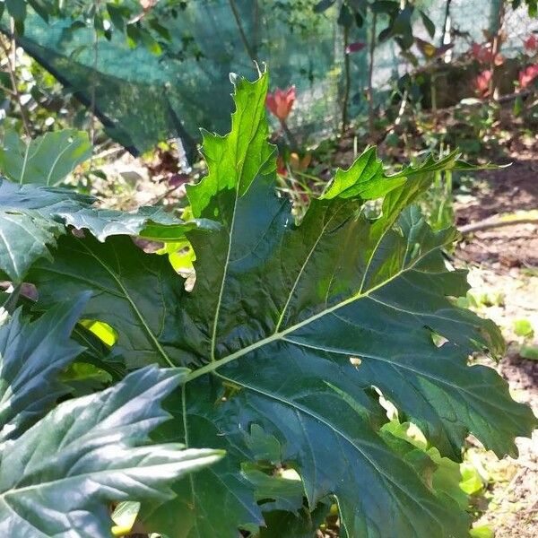 Acanthus mollis Leaf