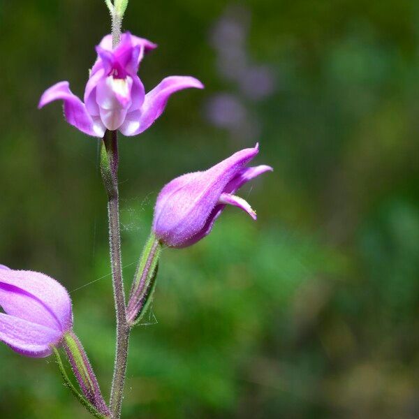 Cephalanthera rubra 花