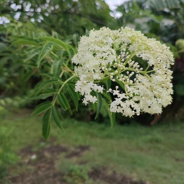 Sambucus canadensis Flower