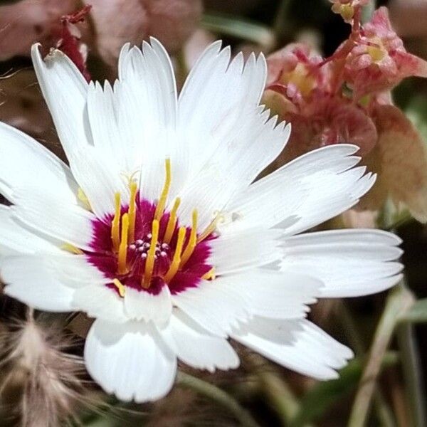 Catananche arenaria Fiore