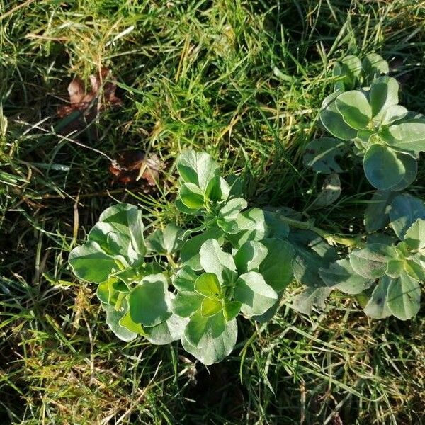 Vicia faba Buveinė