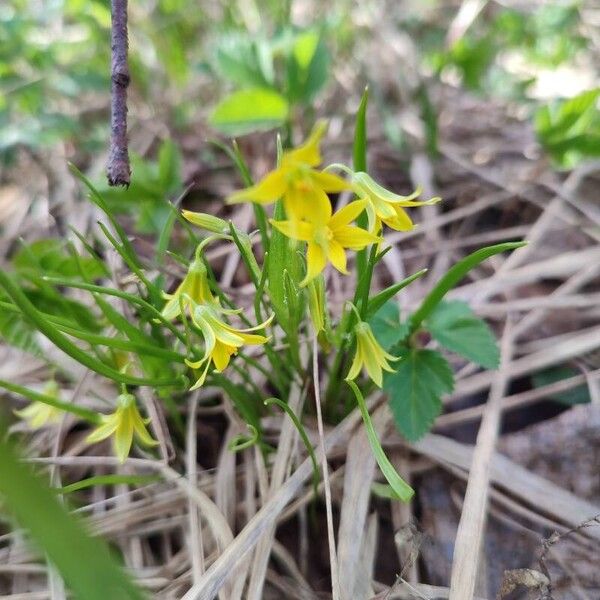 Gagea minima Flower