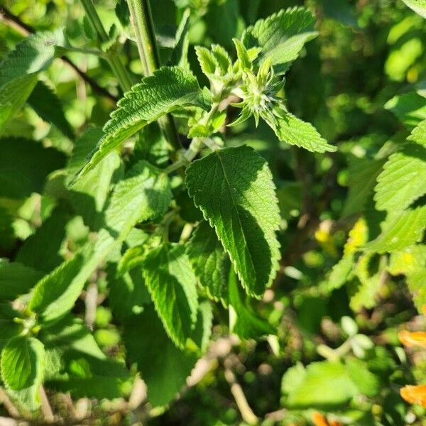 Leonotis nepetifolia 葉