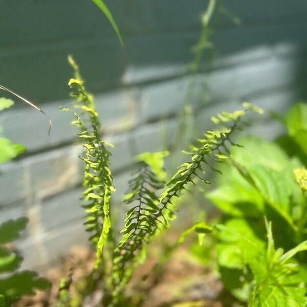 Asplenium platyneuron List