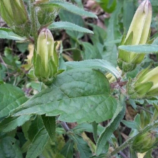 Campanula speciosa Blatt