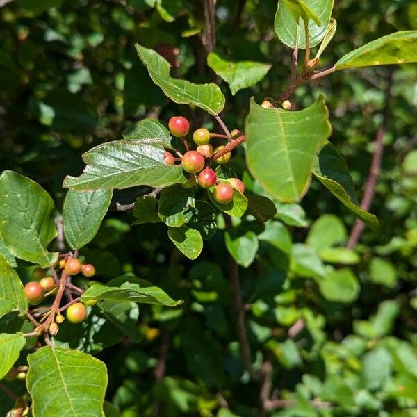 Frangula alnus Fruit