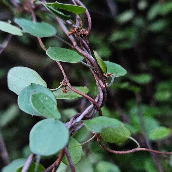 Muehlenbeckia complexa Bark