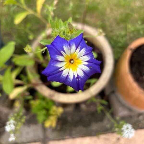 Convolvulus tricolor Flor