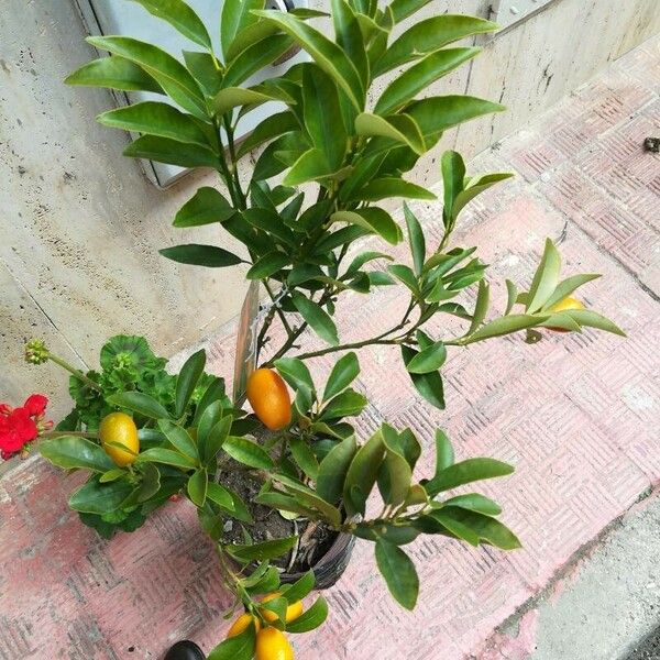 Citrus japonica 叶