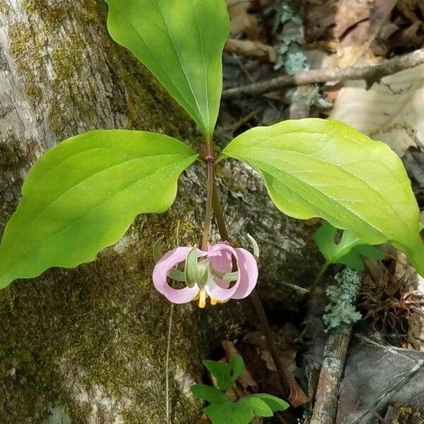 Trillium catesbaei Kvet