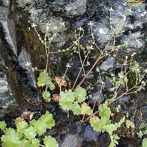 Micranthes mertensiana Costuma