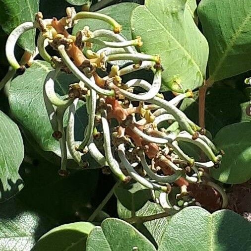 Ceratonia siliqua 花