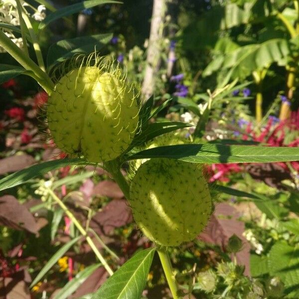 Gomphocarpus physocarpus Fruit