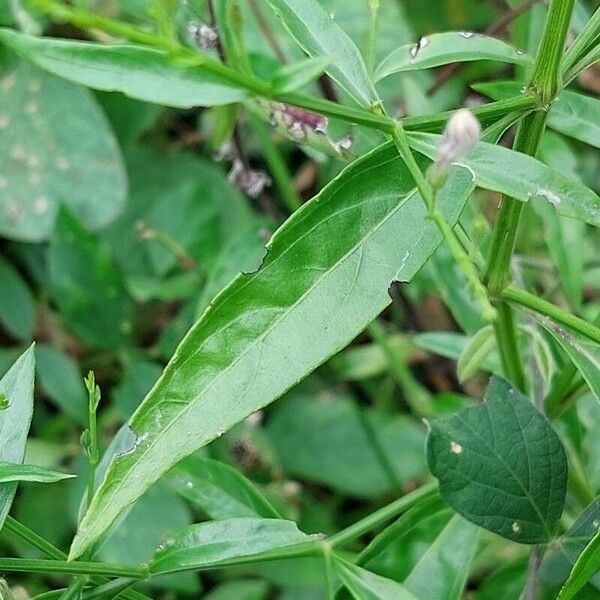 Andrographis paniculata Leaf