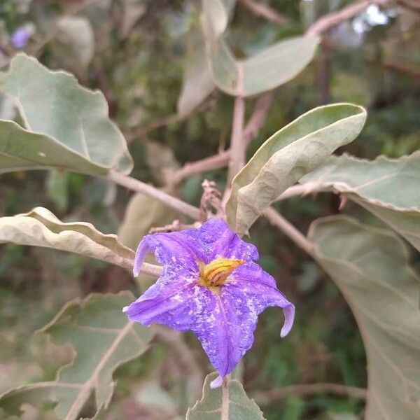 Solanum lycocarpum Blomst