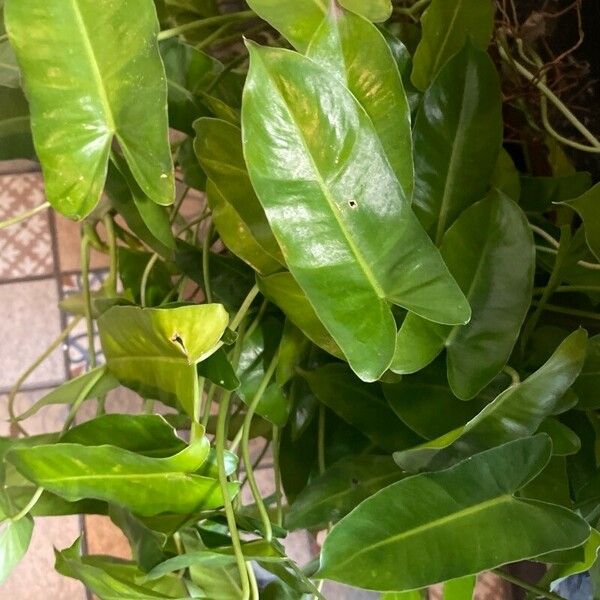 Philodendron burle-marxii Folha