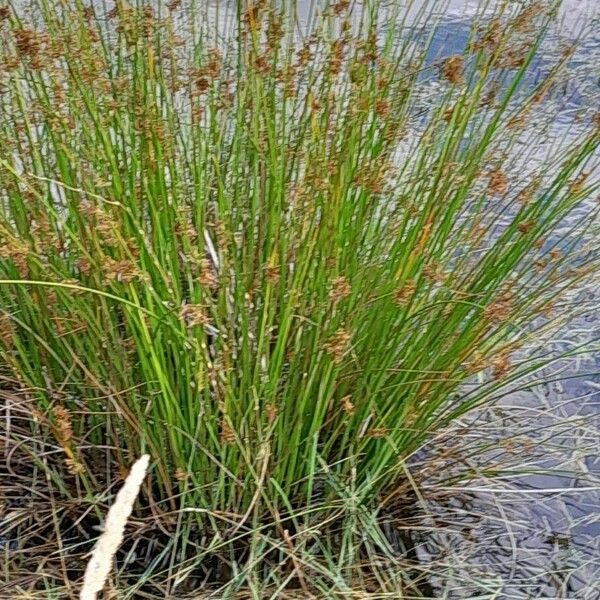 Juncus effusus Elinympäristö